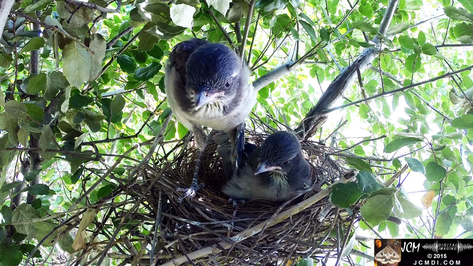 Scrub Jay Documentary chick preens scratches stretches